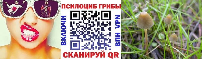Псилоцибиновые грибы Psilocybe  Крымск 